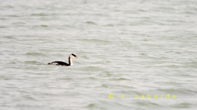 potápka roháč - ML652819874