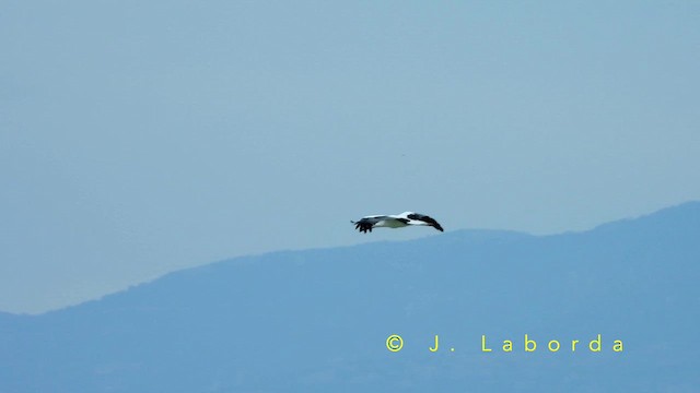 čáp bílý - ML652819882