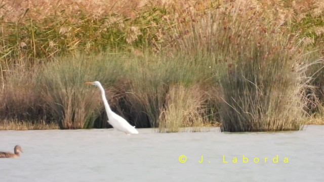 volavka bílá - ML652819887