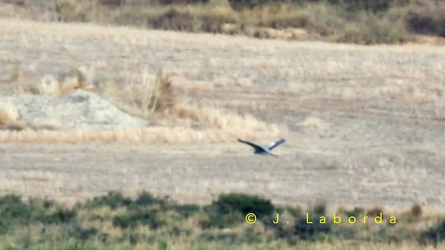 volavka popelavá - ML652819892