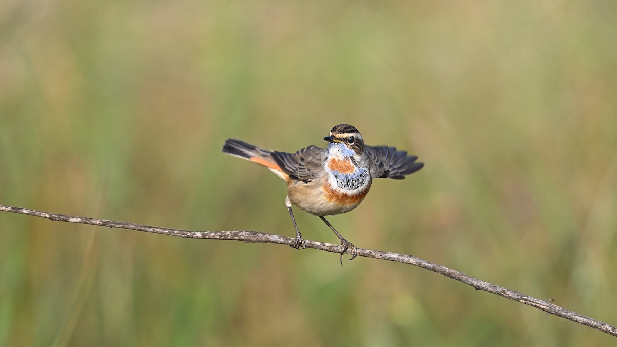 Сондорт гургалдай - ML652819916