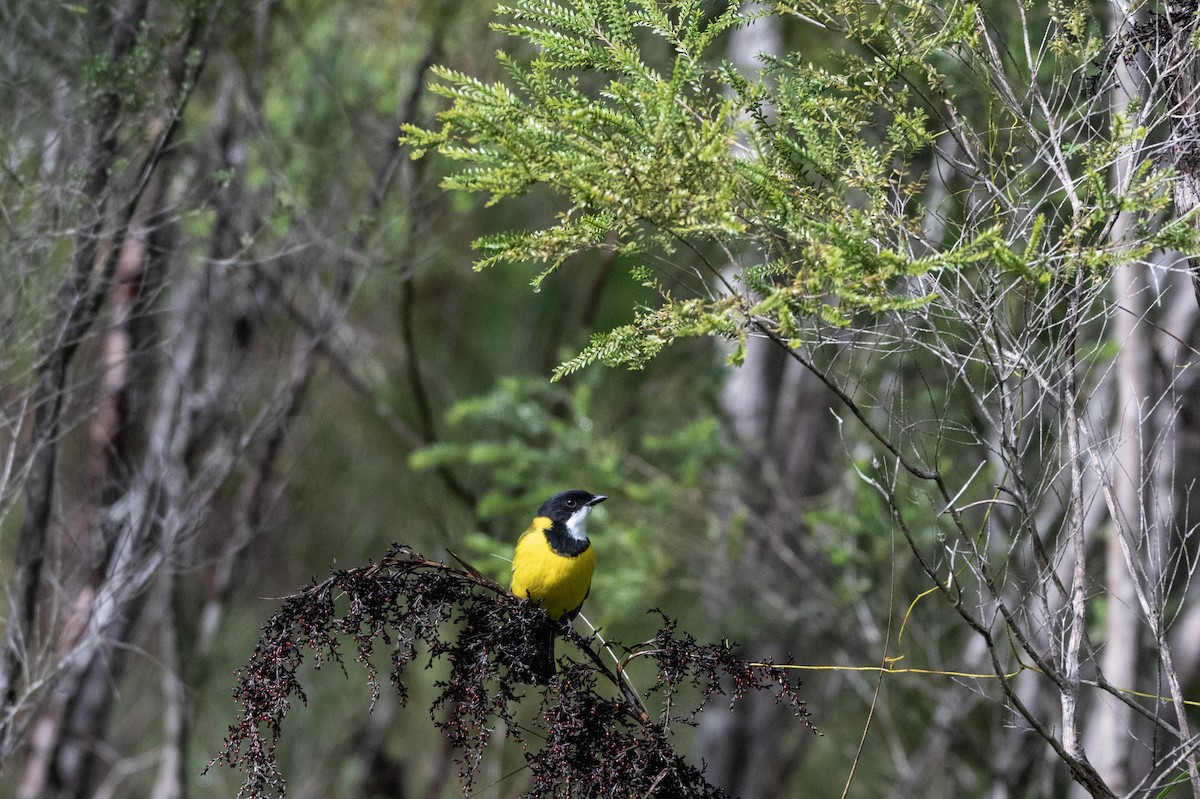 Golden Whistler (Eastern) - ML652820085