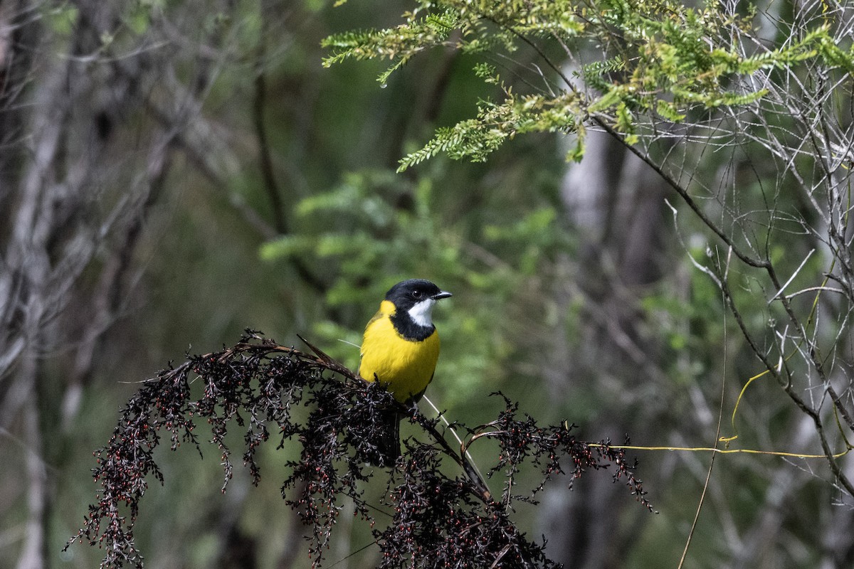 Golden Whistler (Eastern) - ML652820092