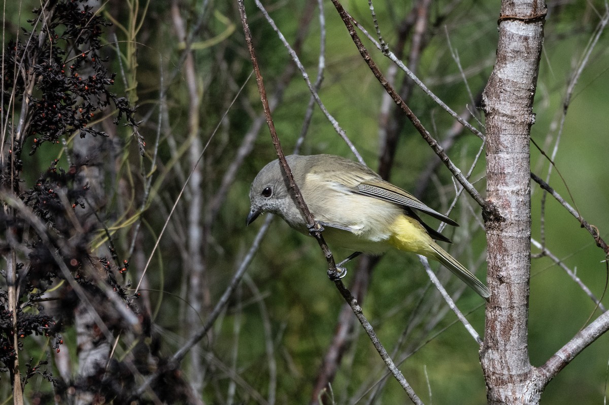 Golden Whistler (Eastern) - ML652820096