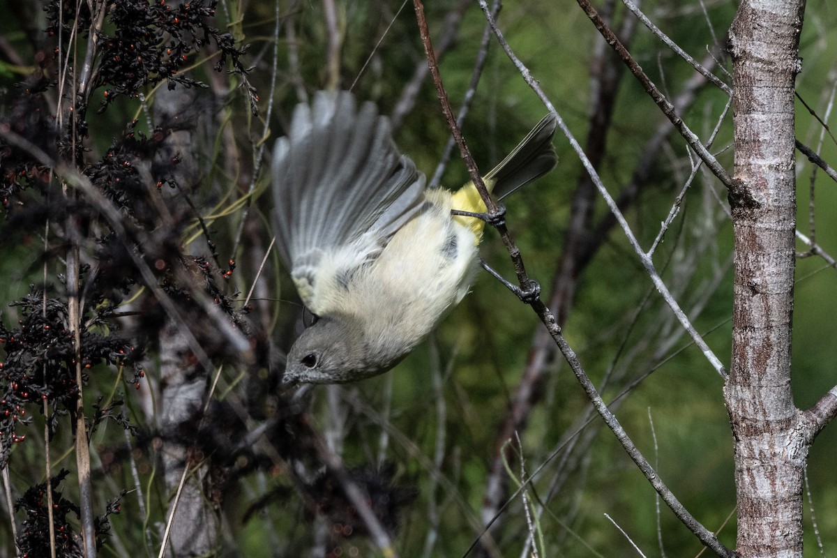 Golden Whistler (Eastern) - ML652820114