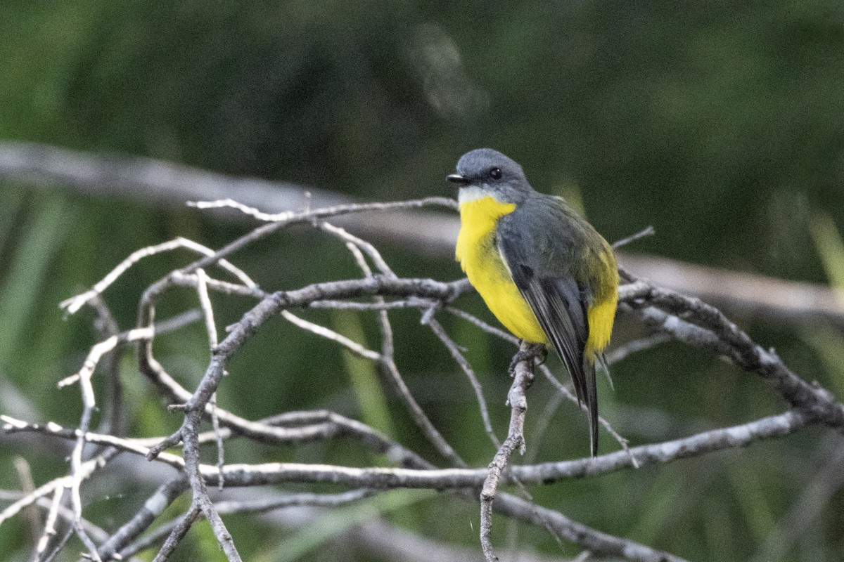 Eastern Yellow Robin - ML652820127