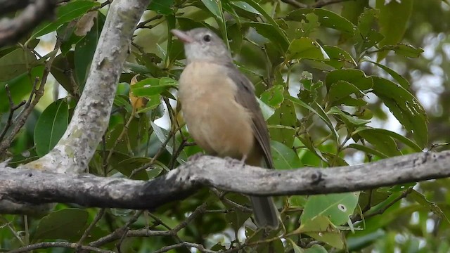 Little Shrikethrush - ML652820206
