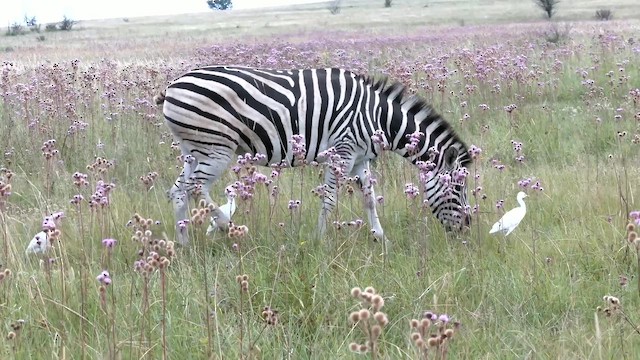 volavka rusohlavá - ML652820267