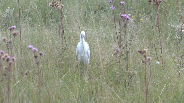 volavka rusohlavá - ML652820297