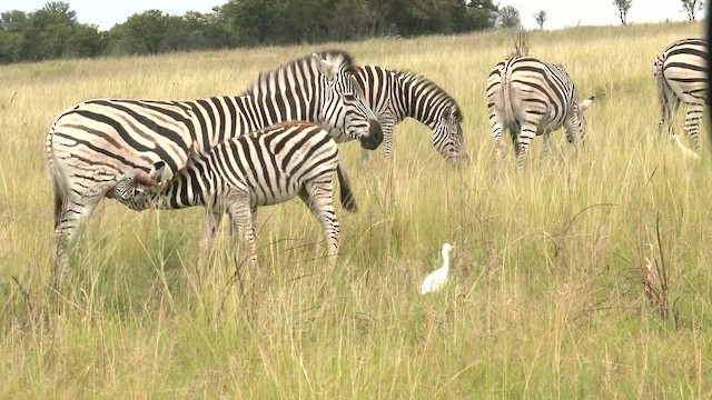 Chapman's Zebra - ML652820307