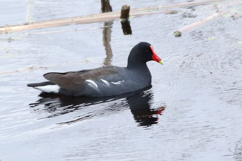 Gallinule d'Amérique - ML65282031