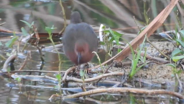 chřástal hnědoprsý - ML652820322