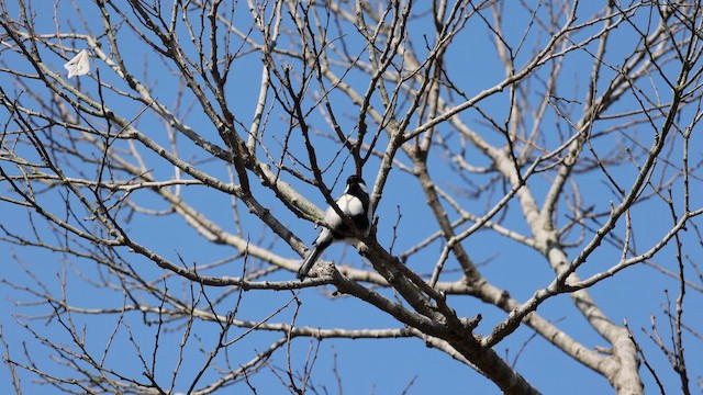 sýkora popelavá - ML652820326