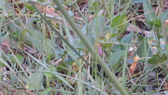 chřástal hnědoprsý - ML652820404