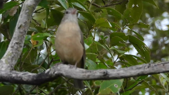 Little Shrikethrush - ML652820459