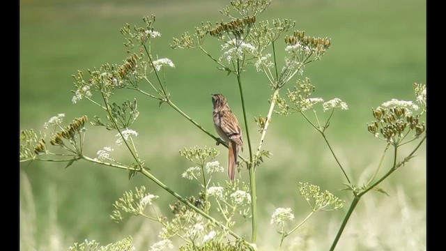 rákosník proužkovaný - ML652820585