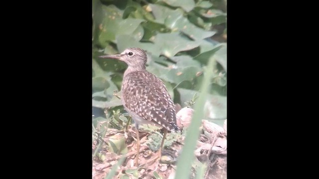 vodouš bahenní - ML652820684