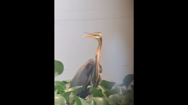 volavka červená - ML652820717