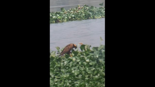 moták pochop - ML652820730