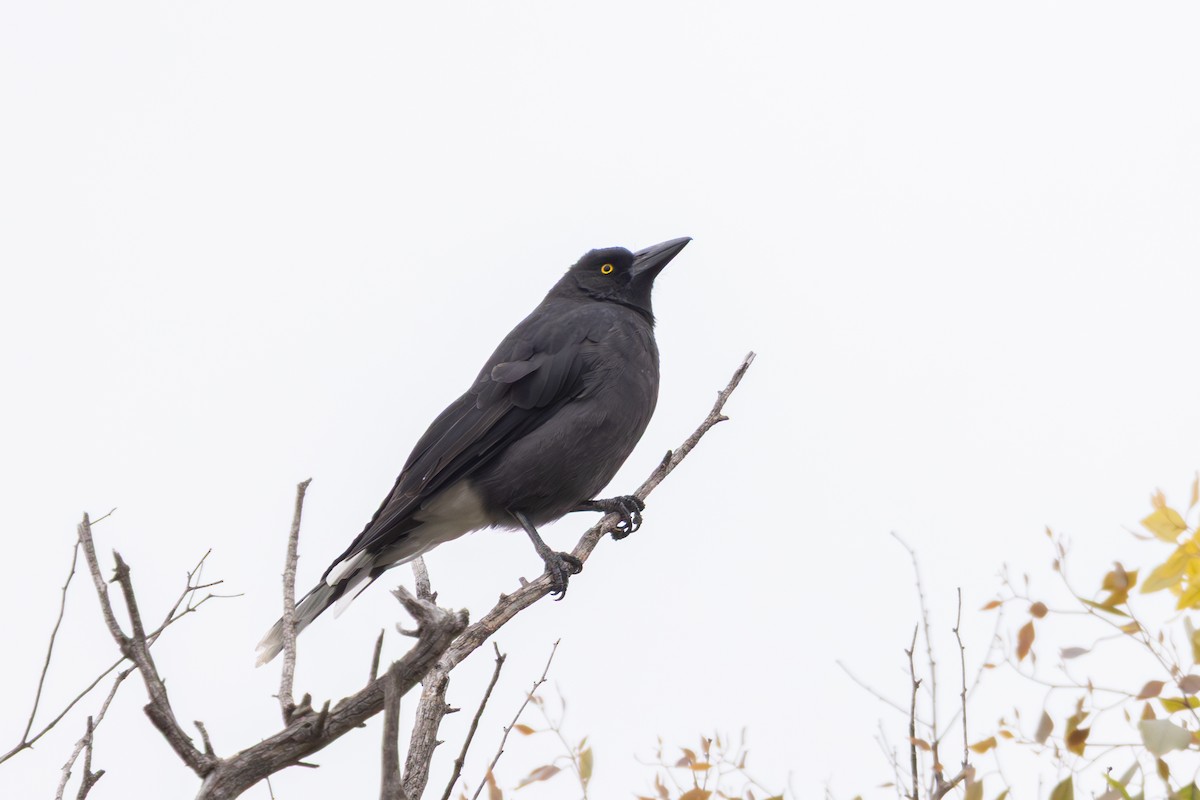 østkurrawong - ML652820763