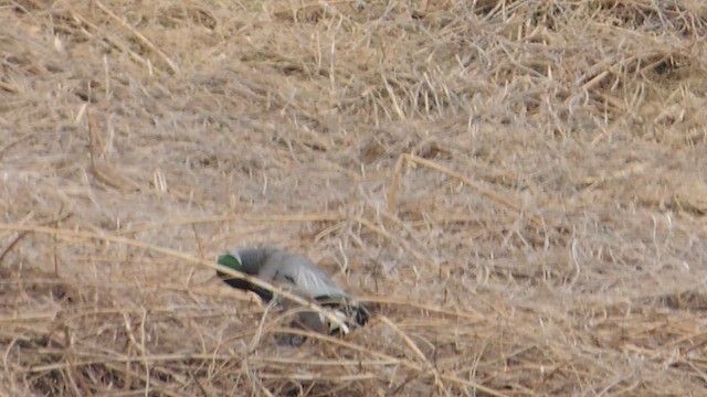 čírka srpoperá - ML652820800