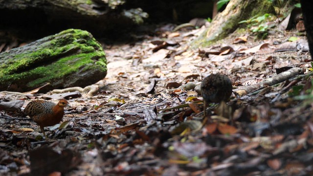 koroptev rezavá - ML652820834