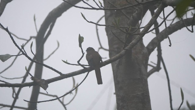 trogon oranžovoprsý - ML652820837