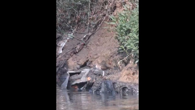 pisík obecný - ML652820871