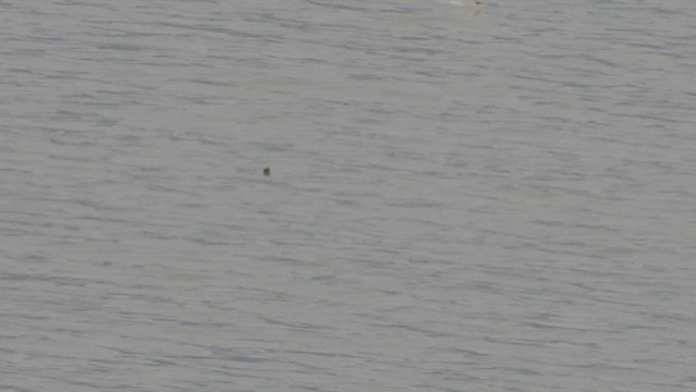 morčák malý - ML652820902