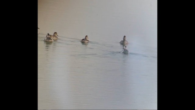 čírka modrá - ML652820944