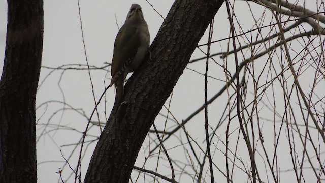 žluna šedá - ML652820992