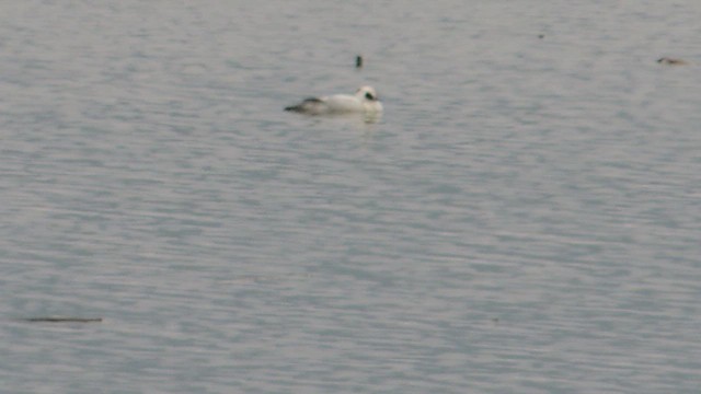 morčák malý - ML652821075