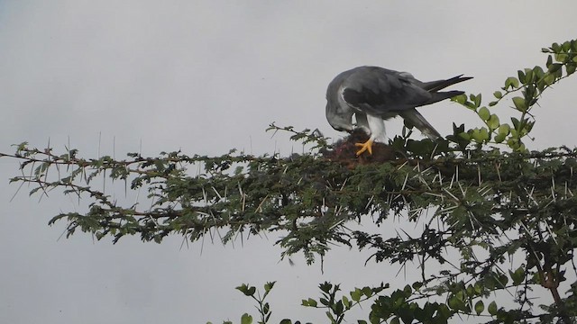 luněc šedý - ML652821146