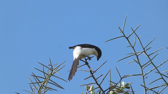 ťuhýk dlouhoocasý - ML652821183