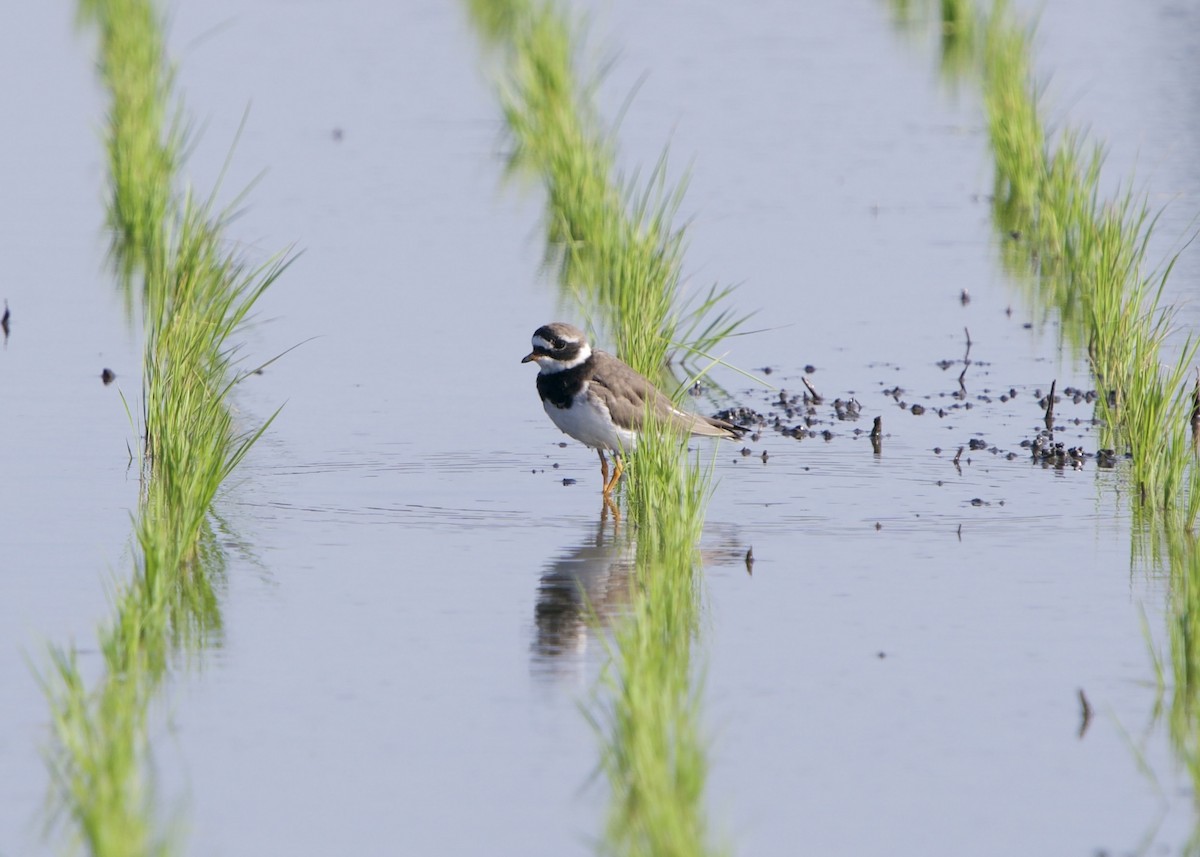 Halkalı Cılıbıt - ML652821269