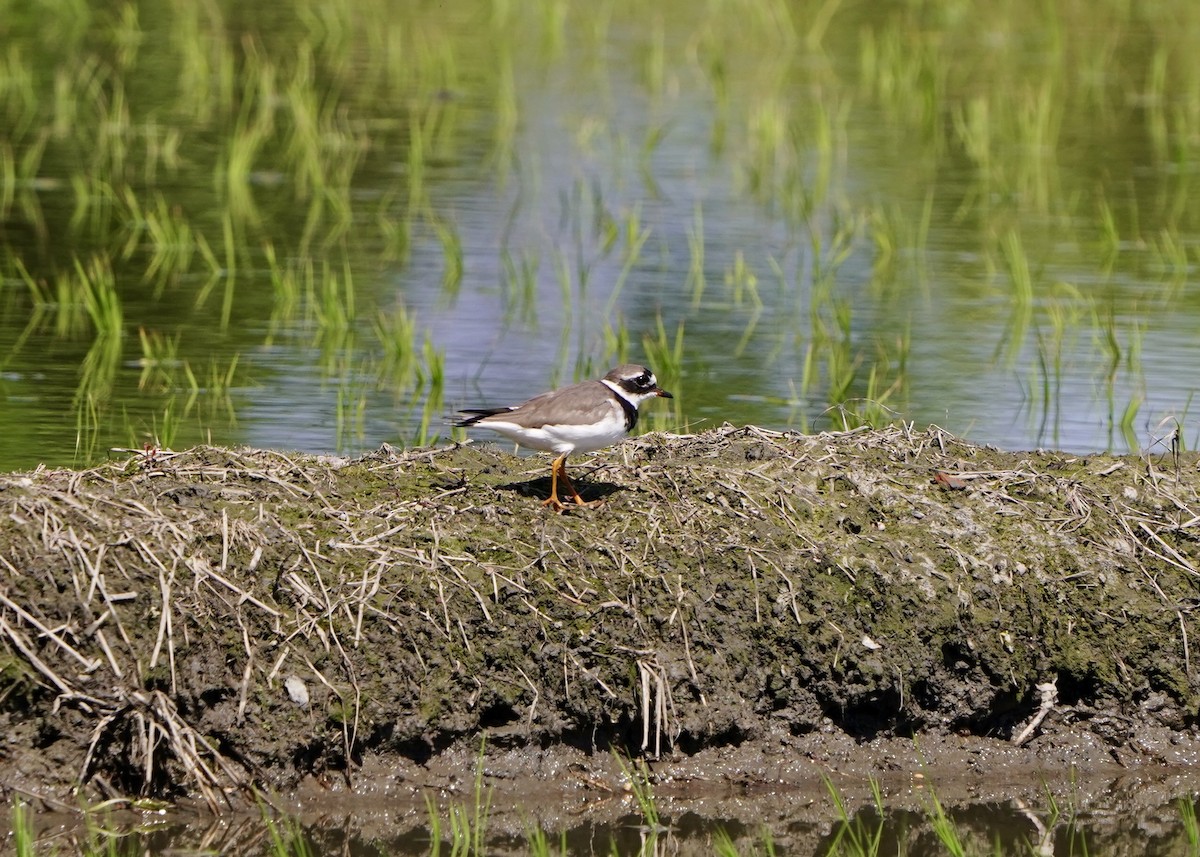 Halkalı Cılıbıt - ML652821273