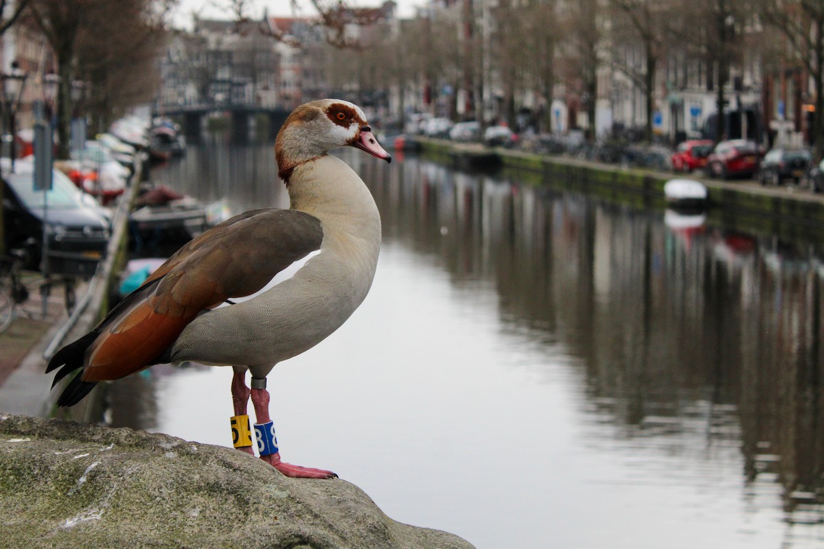 Egyptian Goose - ML652821300