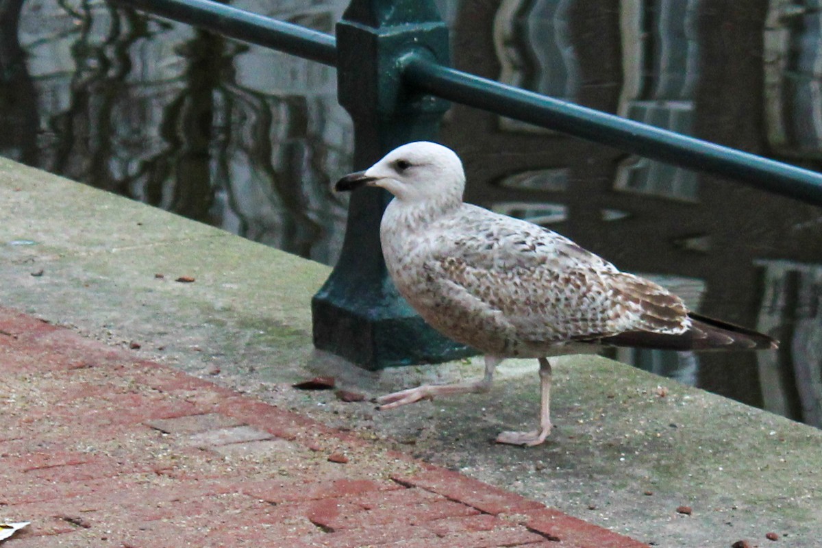 Мөнгөлөг цахлай - ML652821306