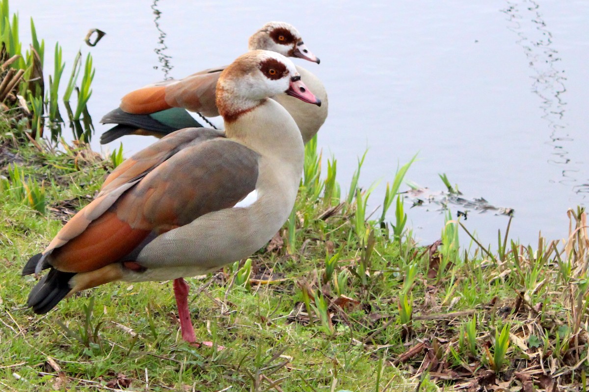 Egyptian Goose - ML652821323