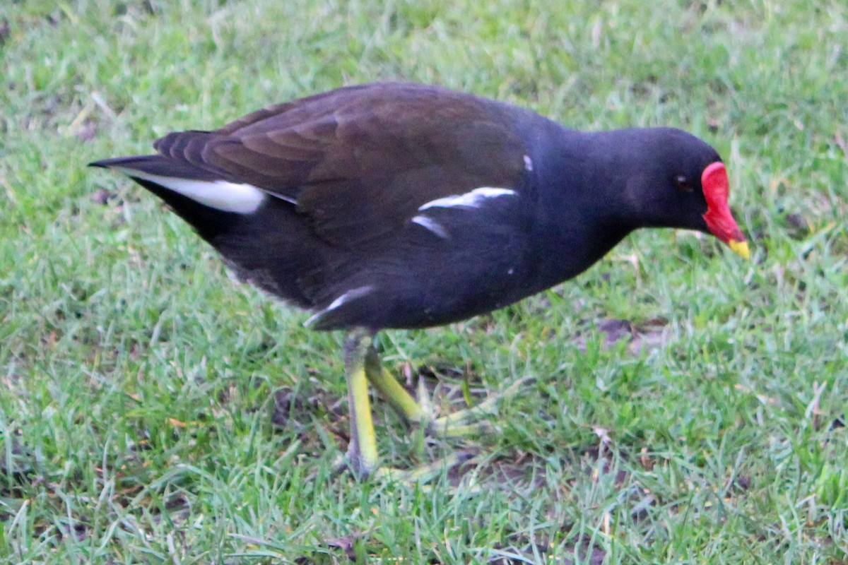 Хажилгат түнжүүр - ML652821331