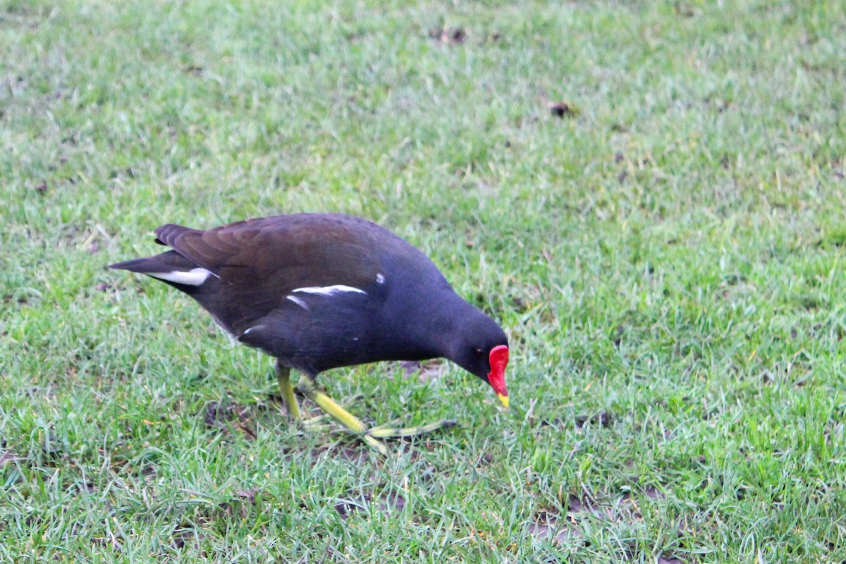 Хажилгат түнжүүр - ML652821333