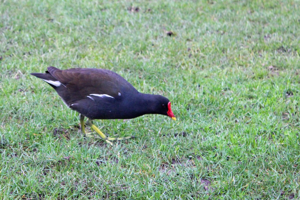 Хажилгат түнжүүр - ML652821334