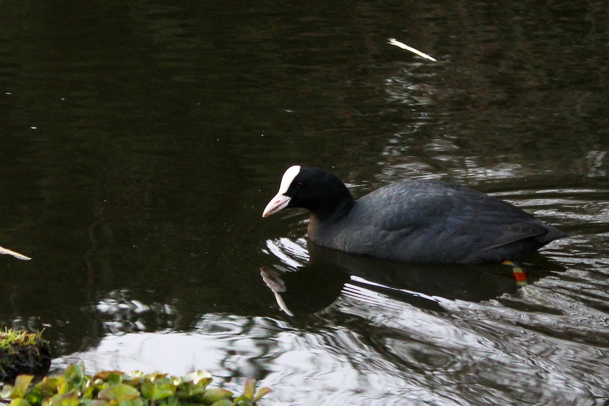 Халзан түнжүүр - ML652821341