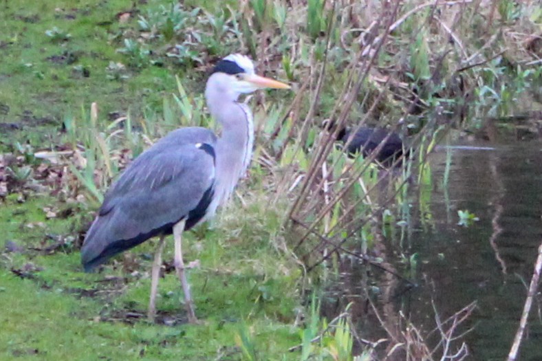 Хөх дэглий - ML652821348