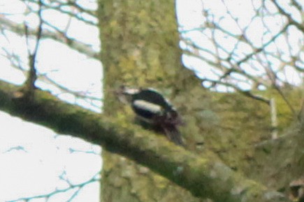 Алаг тоншуул - ML652821354