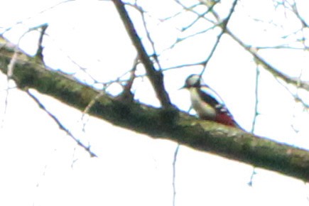 Алаг тоншуул - ML652821355