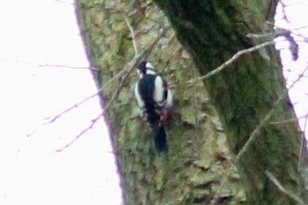 Алаг тоншуул - ML652821356