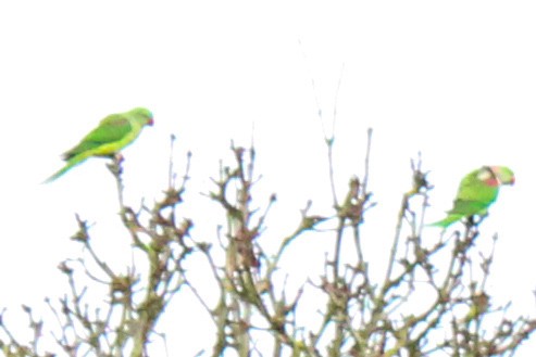 Alexandrine Parakeet - ML652821360