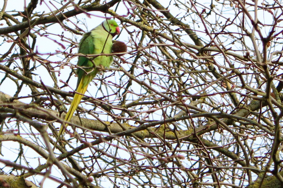 Rose-ringed Parakeet - ML652821372