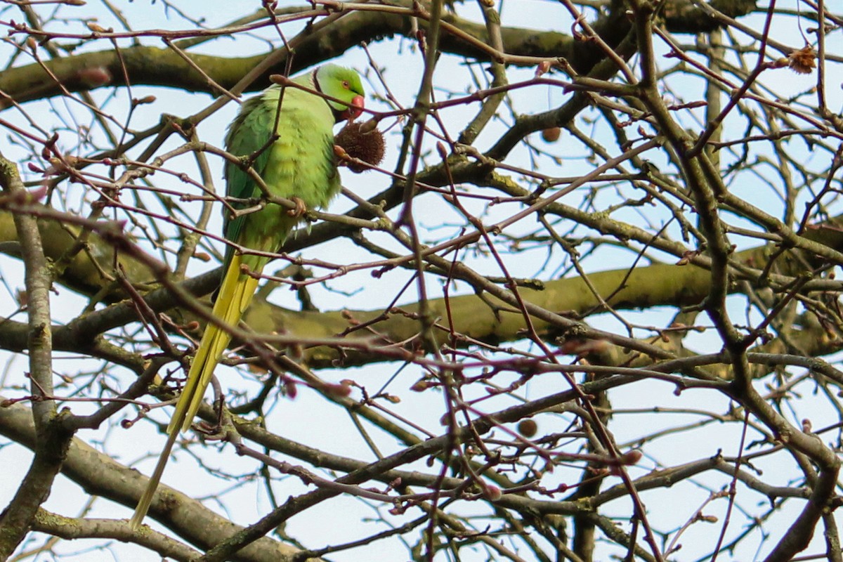 Rose-ringed Parakeet - ML652821373